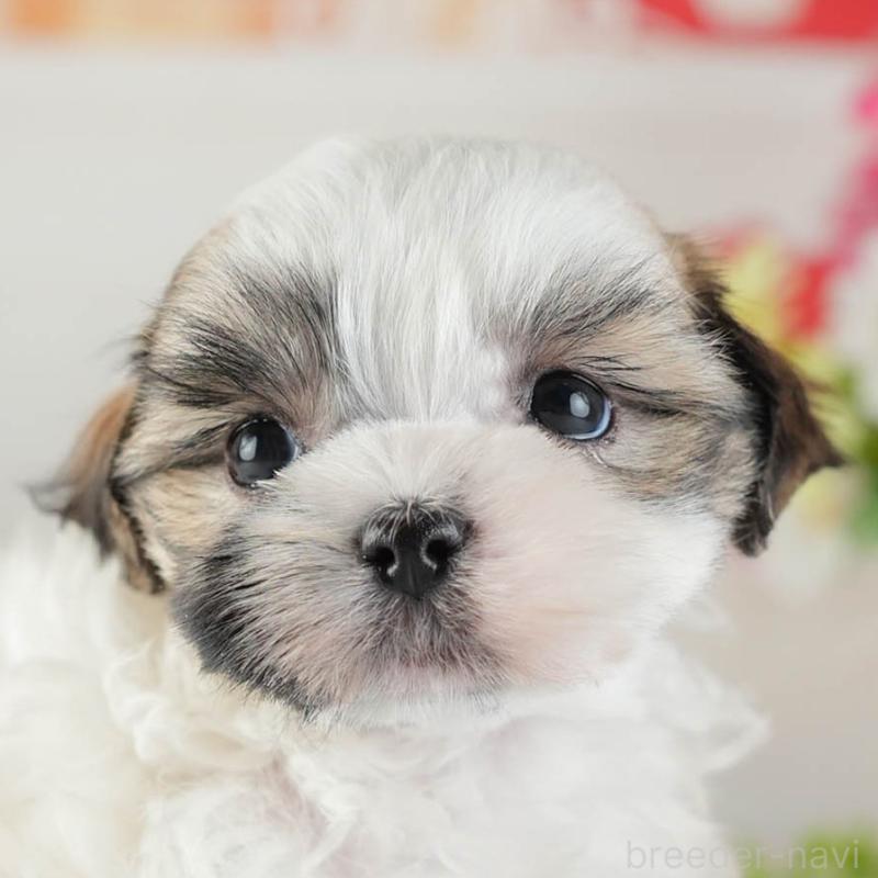 販売中の茨城県のマルシーズー:マルチーズ×シーズー-449582の8枚目