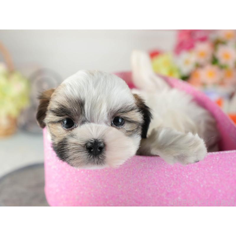 販売中の茨城県のマルシーズー:マルチーズ×シーズー-449582の7枚目