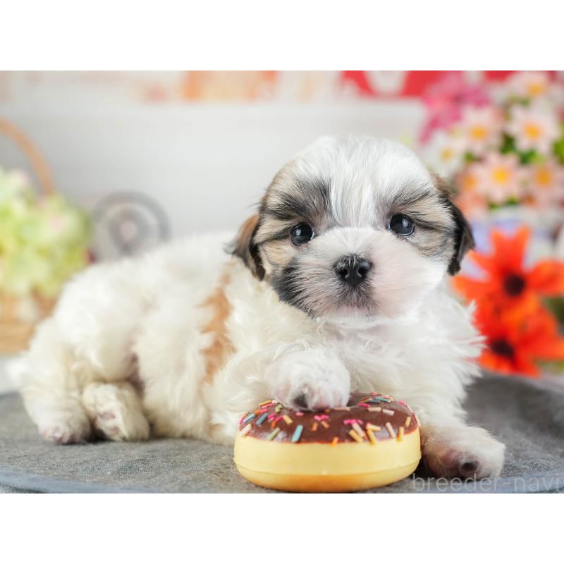 販売中の茨城県のマルシーズー:マルチーズ×シーズー-449582の6枚目