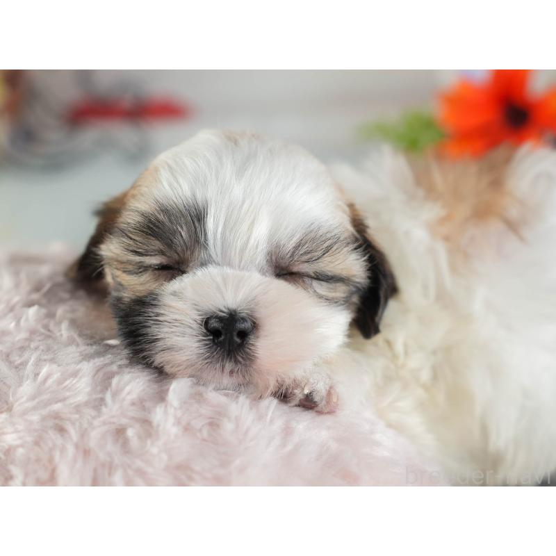 販売中の茨城県のマルシーズー:マルチーズ×シーズー-449582の5枚目