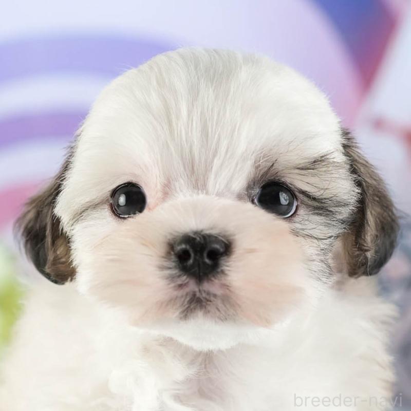 販売中の茨城県のマルシーズー:マルチーズ×シーズー-449583の1枚目