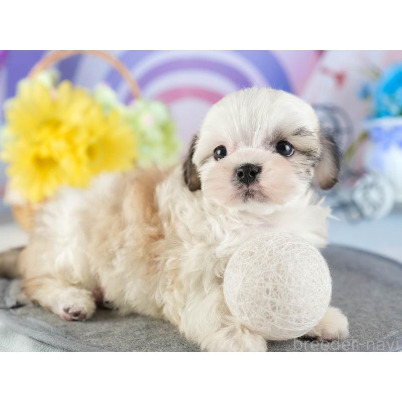 販売中の茨城県のマルシーズー:マルチーズ×シーズー-449583の7枚目