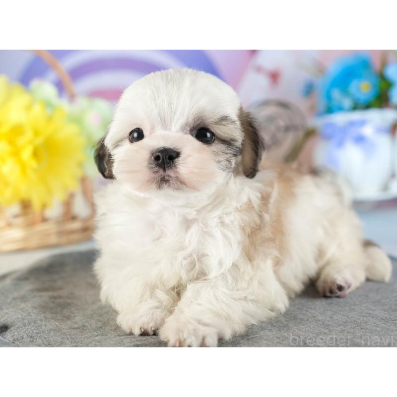 販売中の茨城県のマルシーズー:マルチーズ×シーズー-449583の6枚目