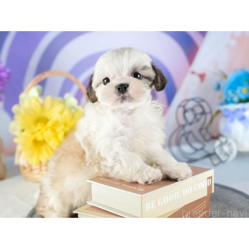 販売中の茨城県のマルシーズー:マルチーズ×シーズー-449583の5枚目