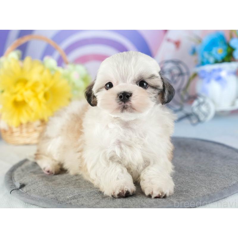 販売中の茨城県のマルシーズー:マルチーズ×シーズー-449583の4枚目