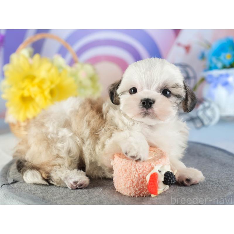 販売中の茨城県のマルシーズー:マルチーズ×シーズー-449583の3枚目