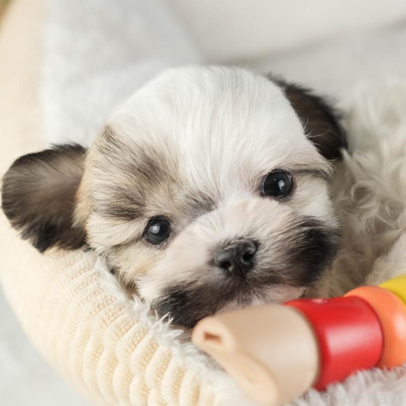 販売中の茨城県のマルシーズー:マルチーズ×シーズー-449579の8枚目