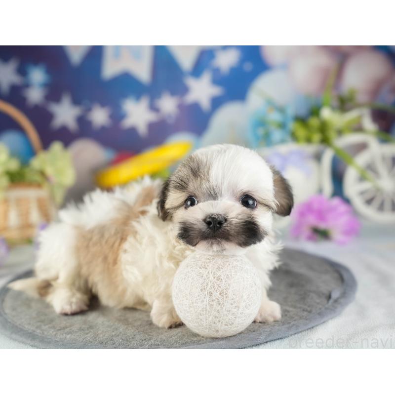 販売中の茨城県のマルシーズー:マルチーズ×シーズー-449579の7枚目