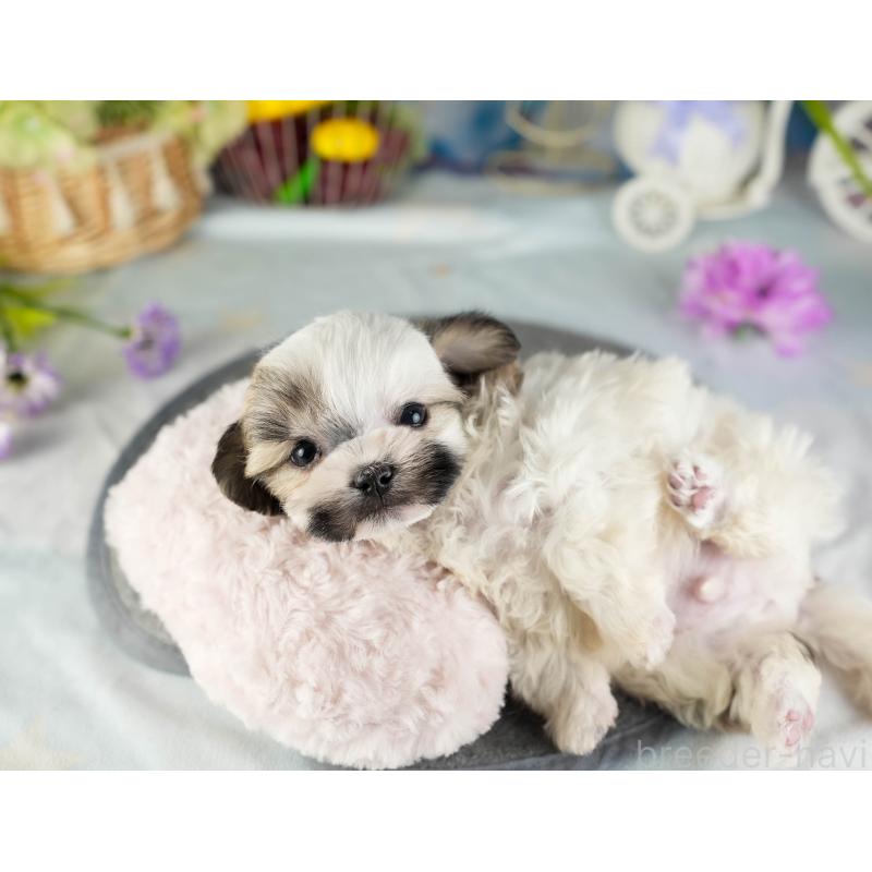 販売中の茨城県のマルシーズー:マルチーズ×シーズー-449579の6枚目