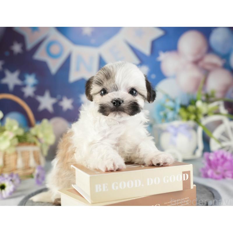 販売中の茨城県のマルシーズー:マルチーズ×シーズー-449579の5枚目