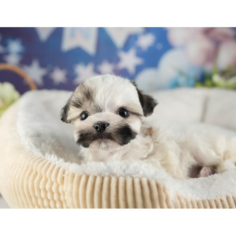 販売中の茨城県のマルシーズー:マルチーズ×シーズー-449579の4枚目