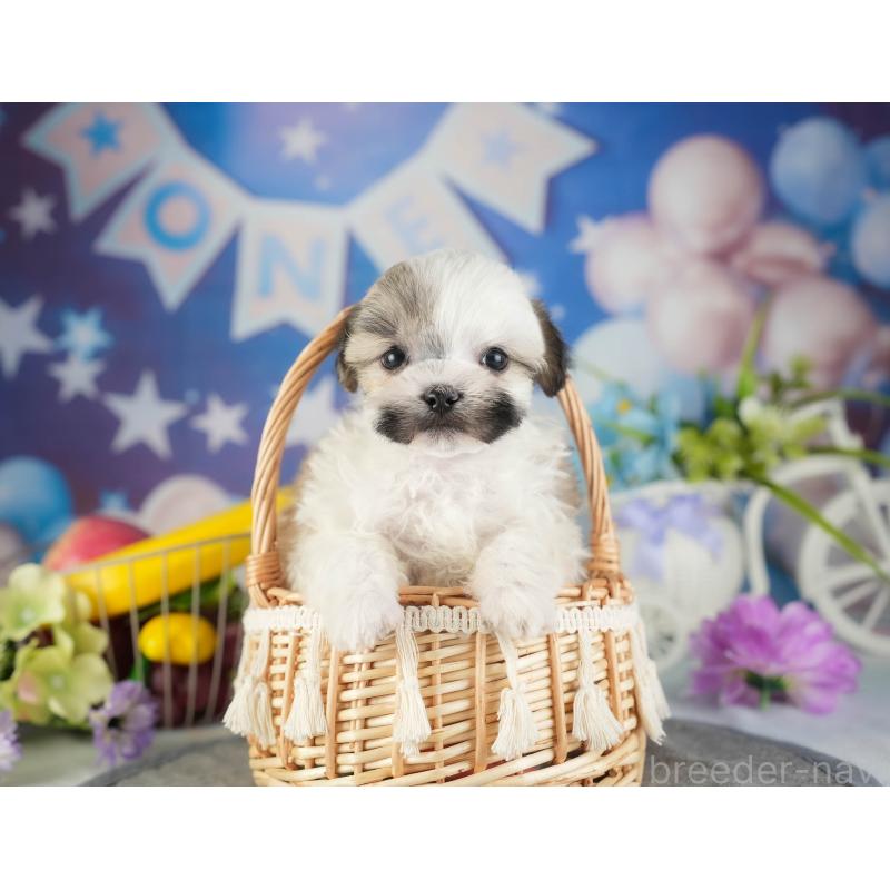 販売中の茨城県のマルシーズー:マルチーズ×シーズー-449579の3枚目