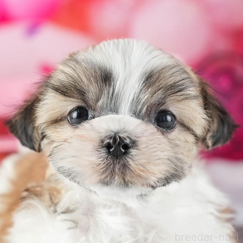 販売中の茨城県のマルシーズー:マルチーズ×シーズー-449417