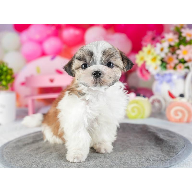 販売中の茨城県のマルシーズー:マルチーズ×シーズー-449417の8枚目