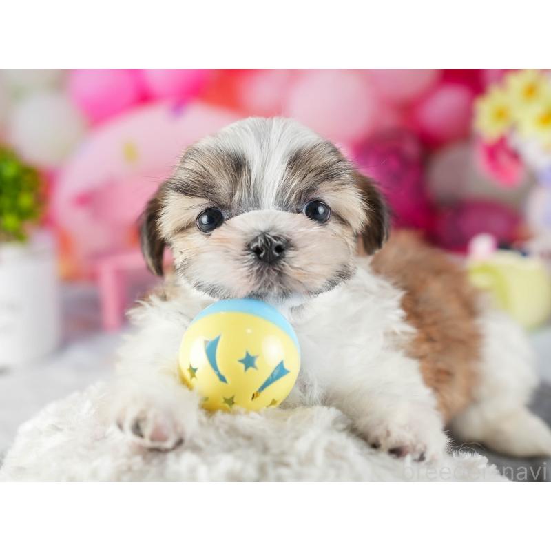 販売中の茨城県のマルシーズー:マルチーズ×シーズー-449417の6枚目