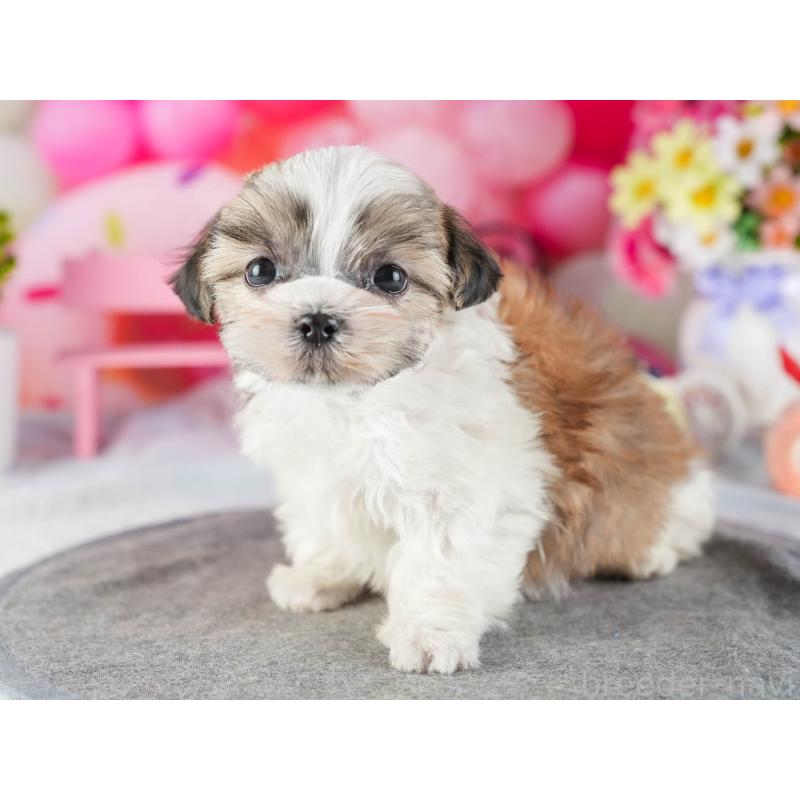 販売中の茨城県のマルシーズー:マルチーズ×シーズー-449417の4枚目