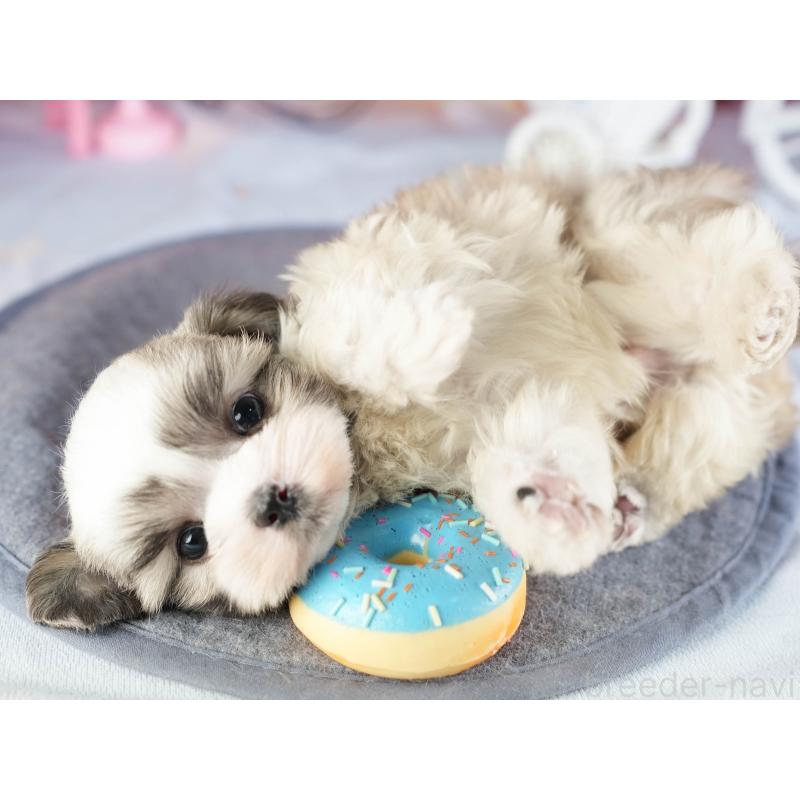 販売中の茨城県のマルシーズー:マルチーズ×シーズー-449416の8枚目