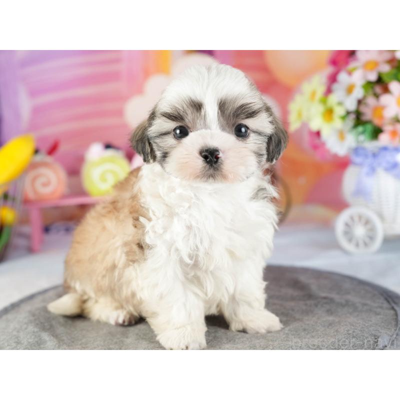 販売中の茨城県のマルシーズー:マルチーズ×シーズー-449416の7枚目