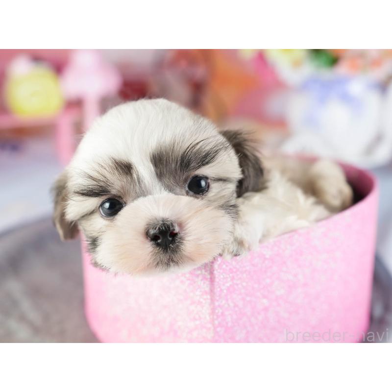 販売中の茨城県のマルシーズー:マルチーズ×シーズー-449416の6枚目