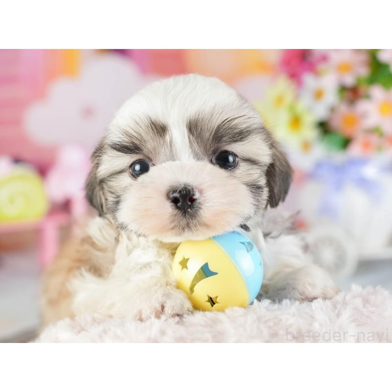 販売中の茨城県のマルシーズー:マルチーズ×シーズー-449416の4枚目