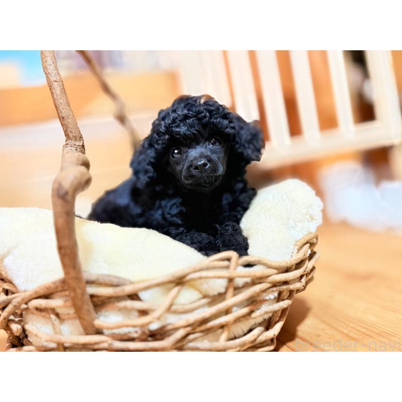 販売中の大阪府のトイプードル-449395の12枚目