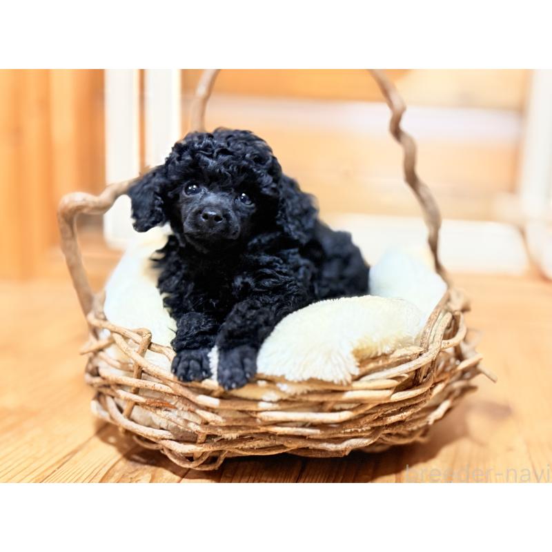 販売中の大阪府のトイプードル-449395の11枚目