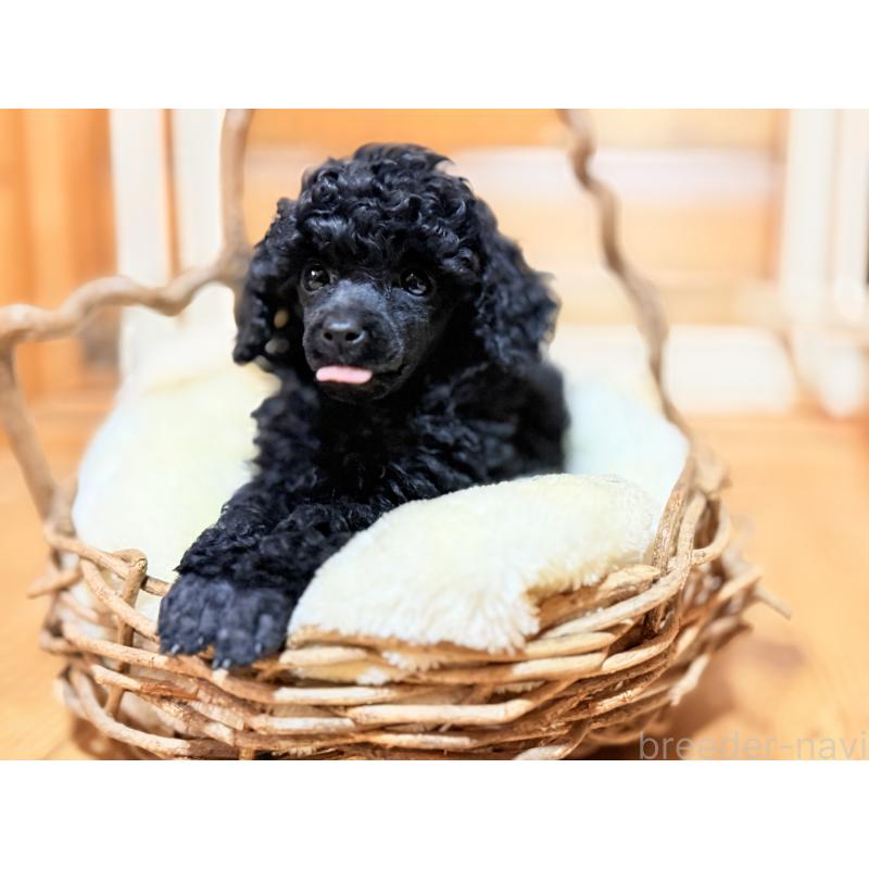 販売中の大阪府のトイプードル-449395の10枚目