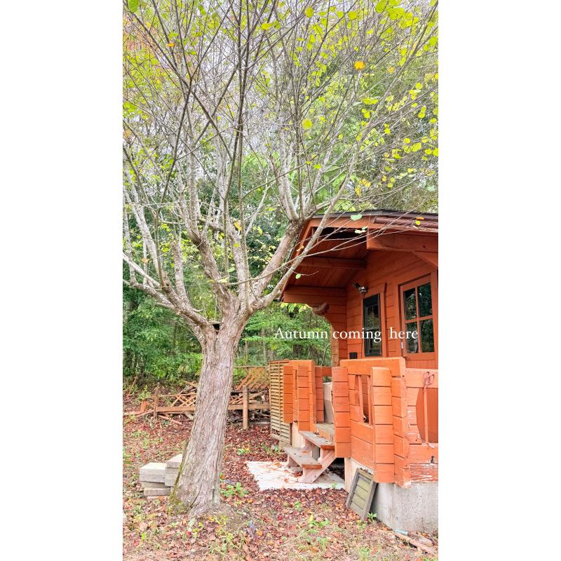 販売中の大阪府のトイプードル-449395の9枚目