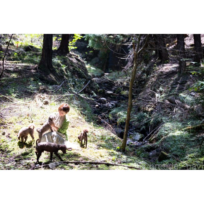 販売中の大阪府のトイプードル-449395の7枚目