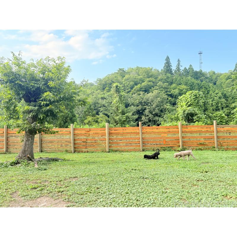 販売中の大阪府のトイプードル-449395の5枚目