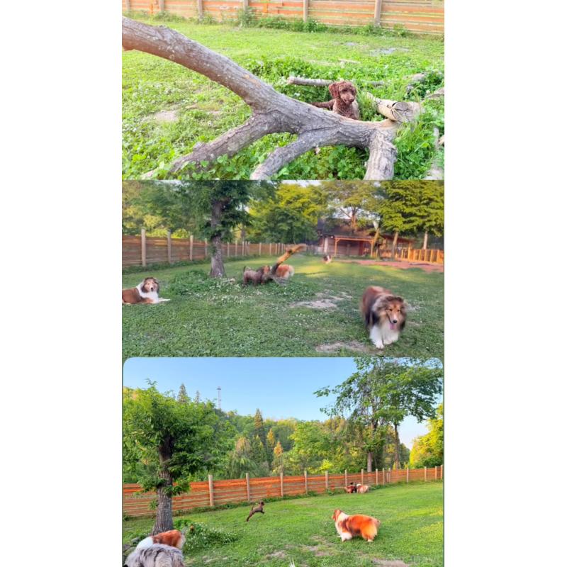 販売中の大阪府のトイプードル-449395の3枚目