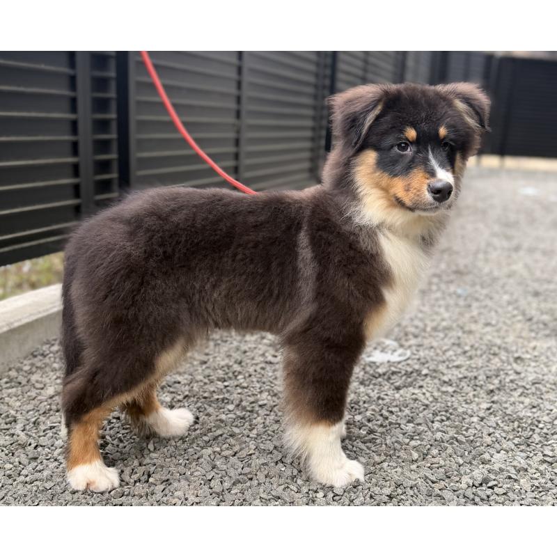 販売中の山梨県のオーストラリアンシェパード-423324