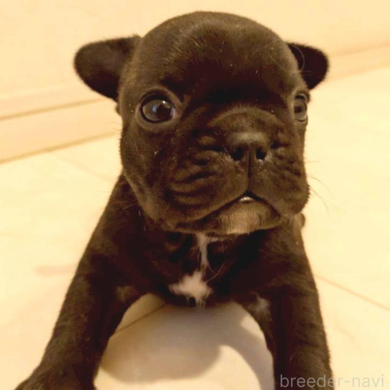 販売中の茨城県のフレンチブルドッグ-449396の1枚目