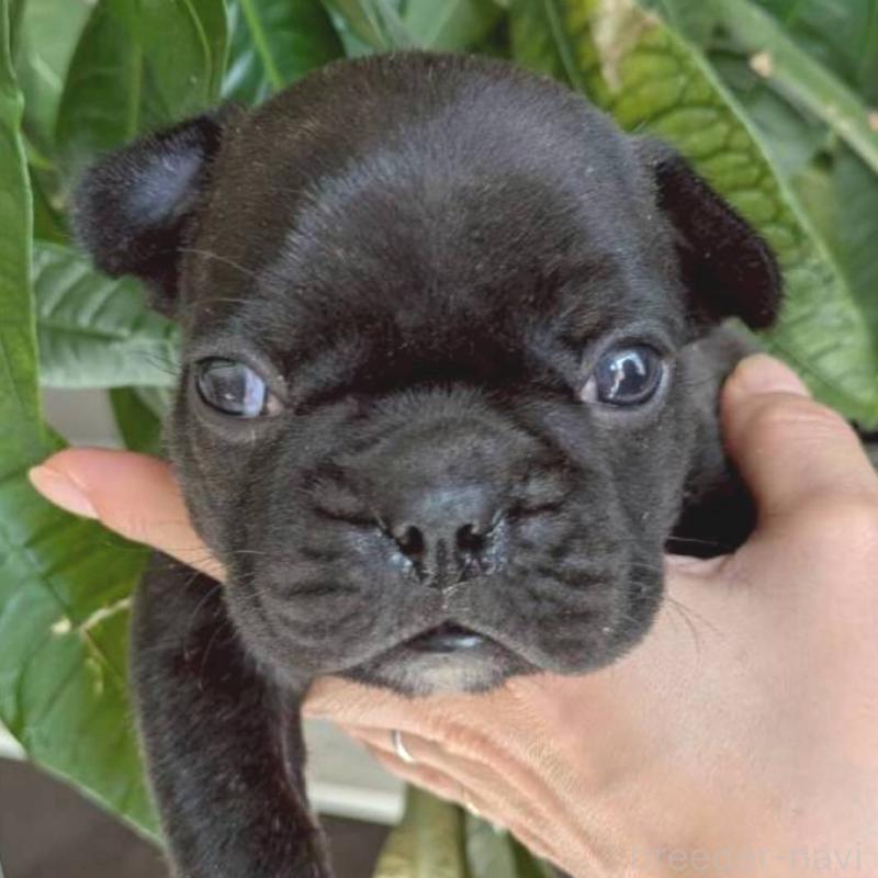 販売中の茨城県のフレンチブルドッグ-449396の3枚目