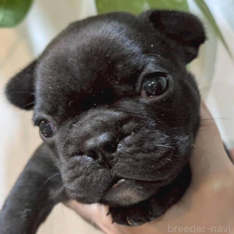 販売中の茨城県のフレンチブルドッグ-449396の4枚目