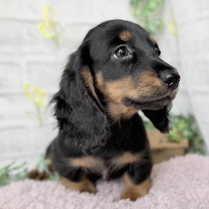 販売中の埼玉県のミニチュアダックスフンド(ロングヘアード)-449398の12枚目