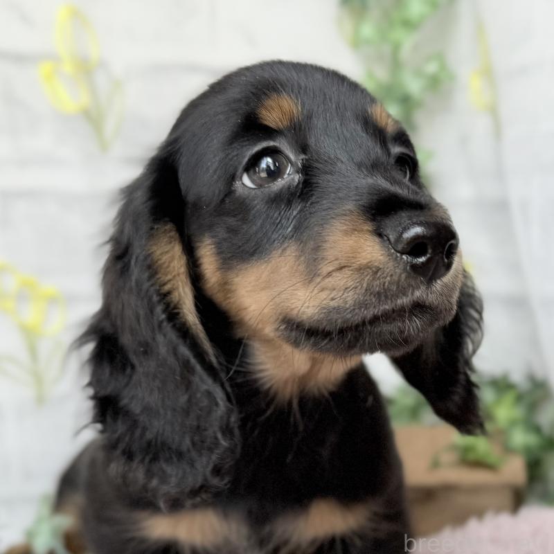 販売中の埼玉県のミニチュアダックスフンド(ロングヘアード)-449398の11枚目