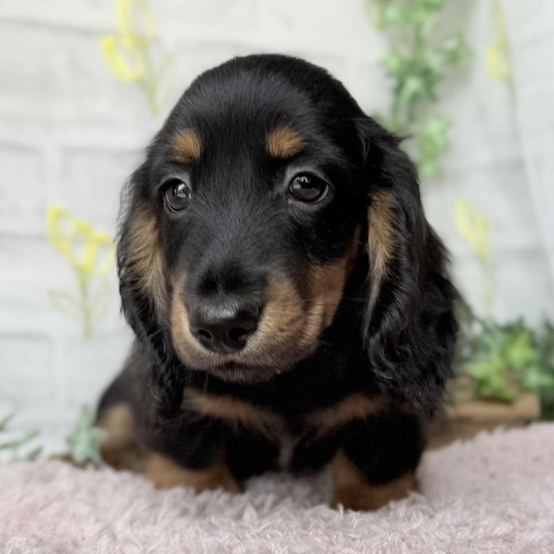 販売中の埼玉県のミニチュアダックスフンド(ロングヘアード)-449398の10枚目