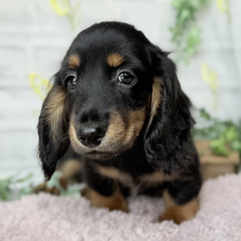 販売中の埼玉県のミニチュアダックスフンド(ロングヘアード)-449398の9枚目