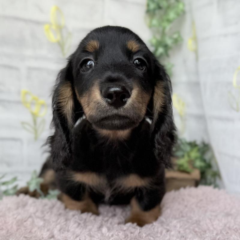 販売中の埼玉県のミニチュアダックスフンド(ロングヘアード)-449398の8枚目