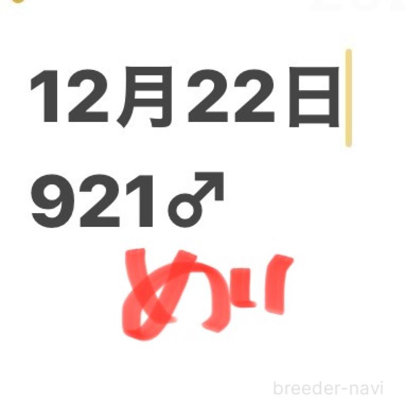 販売中の埼玉県のミニチュアダックスフンド(ロングヘアード)-449398の7枚目