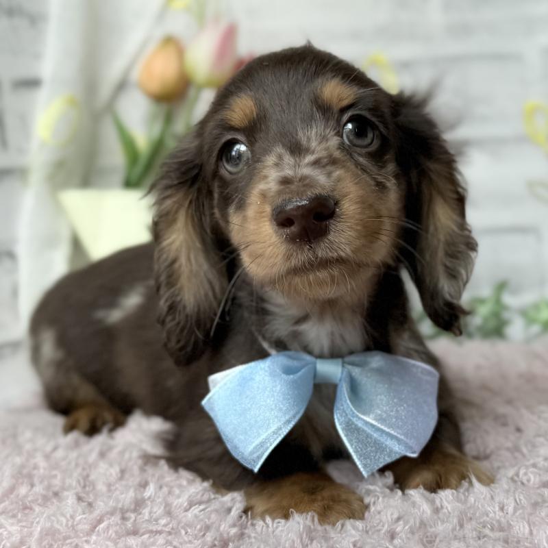 販売中の埼玉県のミニチュアダックスフンド(ロングヘアード)-449398の5枚目