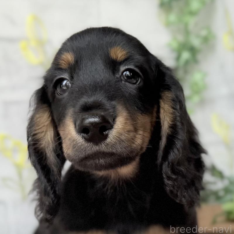 販売中の埼玉県のミニチュアダックスフンド(ロングヘアード)-449398の4枚目