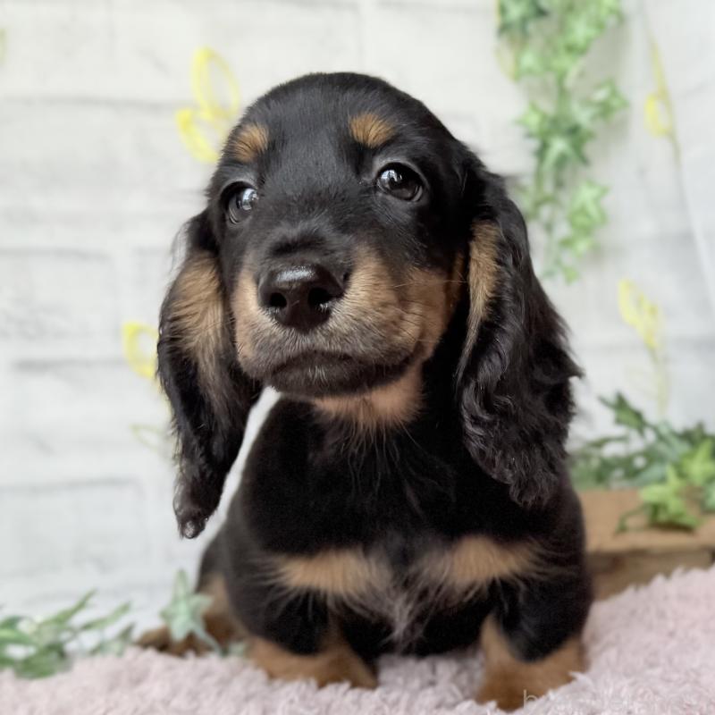 販売中の埼玉県のミニチュアダックスフンド(ロングヘアード)-449398の3枚目