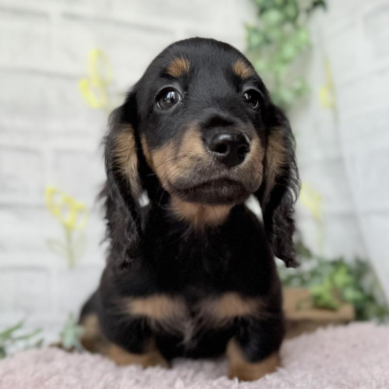 販売中の埼玉県のミニチュアダックスフンド(ロングヘアード)-449398の2枚目