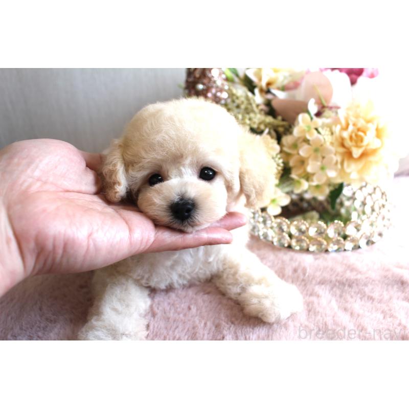 販売中の茨城県のタイニープードル-449399の10枚目