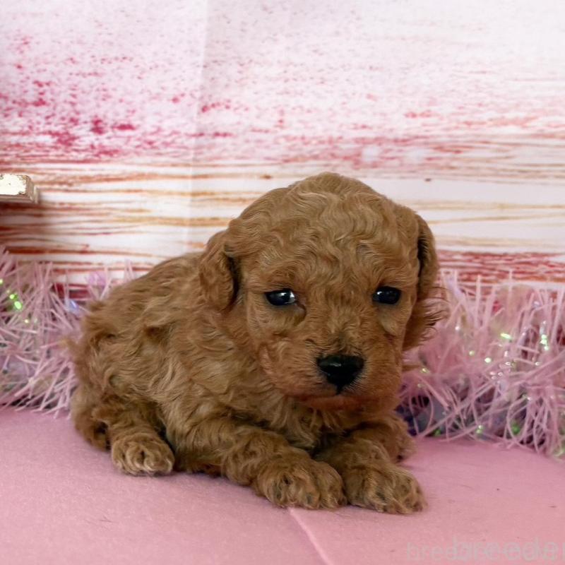 販売中の秋田県のトイプードル-449397の5枚目