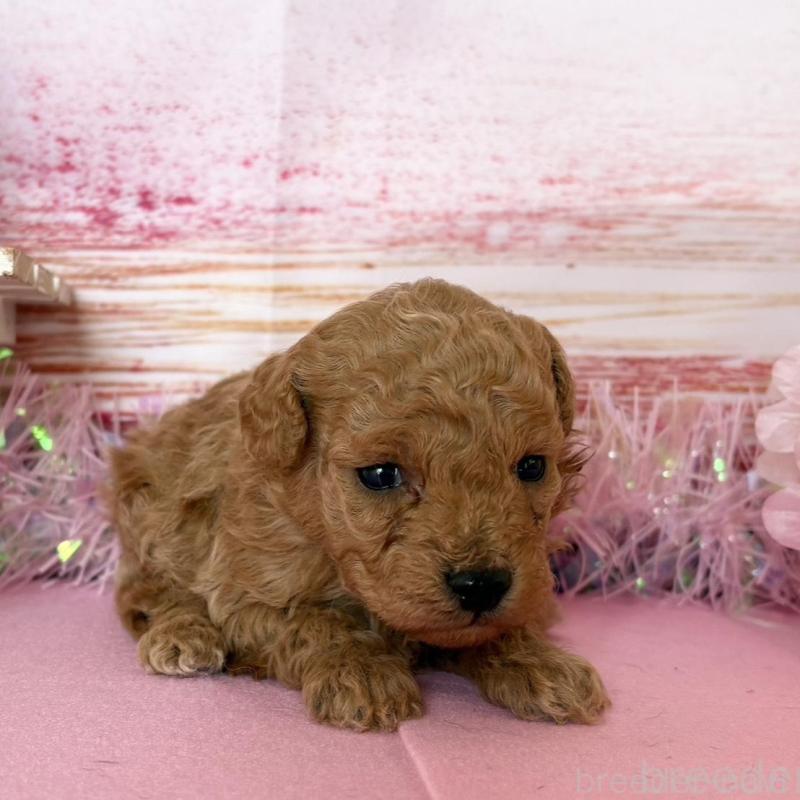 販売中の秋田県のトイプードル-449397の4枚目