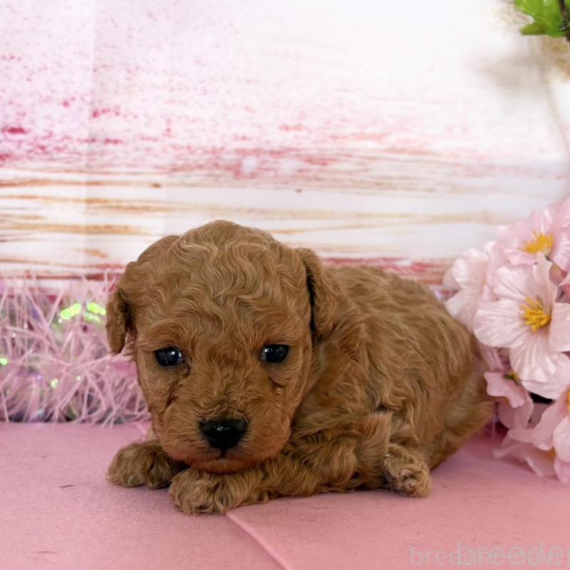 販売中の秋田県のトイプードル-449397の3枚目