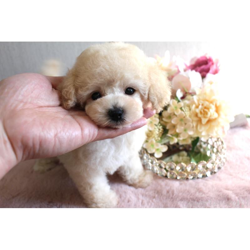 販売中の茨城県のタイニープードル-449399の9枚目